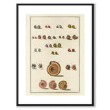 Seashells No.6 as a vintage illustration and poster from Historly – with white border without title