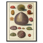 Seashells No.7 as a vintage illustration and poster from Historly – full image without white border