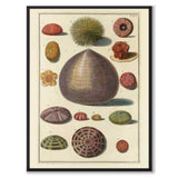 Seashells No.7 as a vintage illustration and poster from Historly – full image without white border