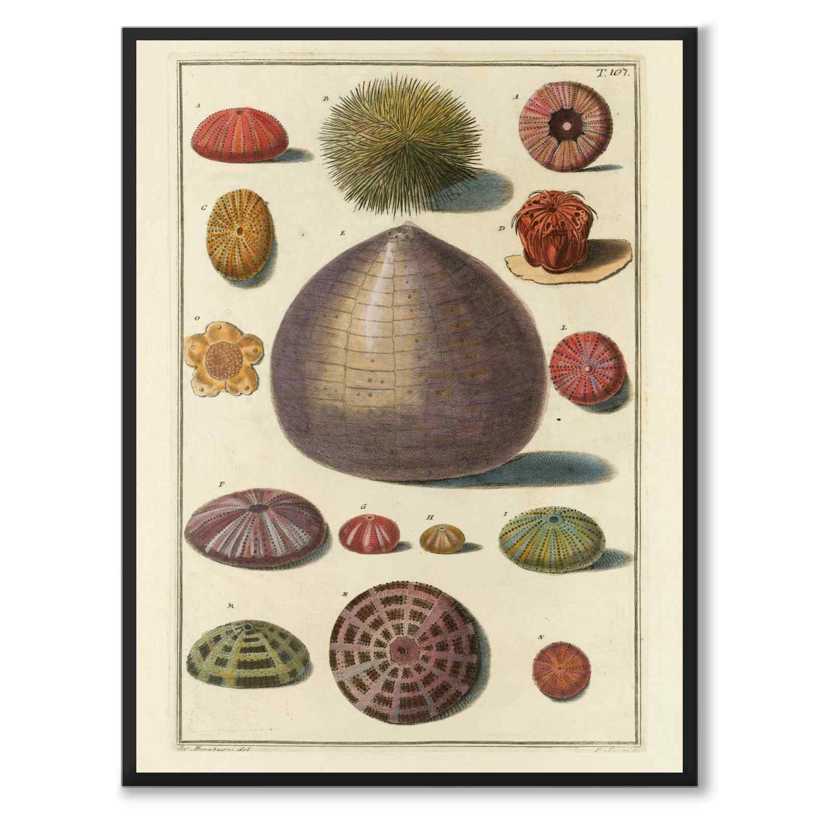 Seashells No.7 as a vintage illustration and poster from Historly – full image without white border