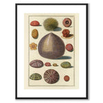 Seashells No.7 as a vintage illustration and poster from Historly – with white border without title