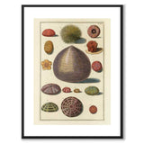 Seashells No.7 as a vintage illustration and poster from Historly – with white border without title