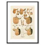 La Sellerie Camille No.11 as a vintage illustration and poster from Historly – with white border without title