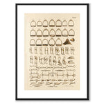 La Sellerie Camille No.44 as a vintage illustration and poster from Historly – with white border without title