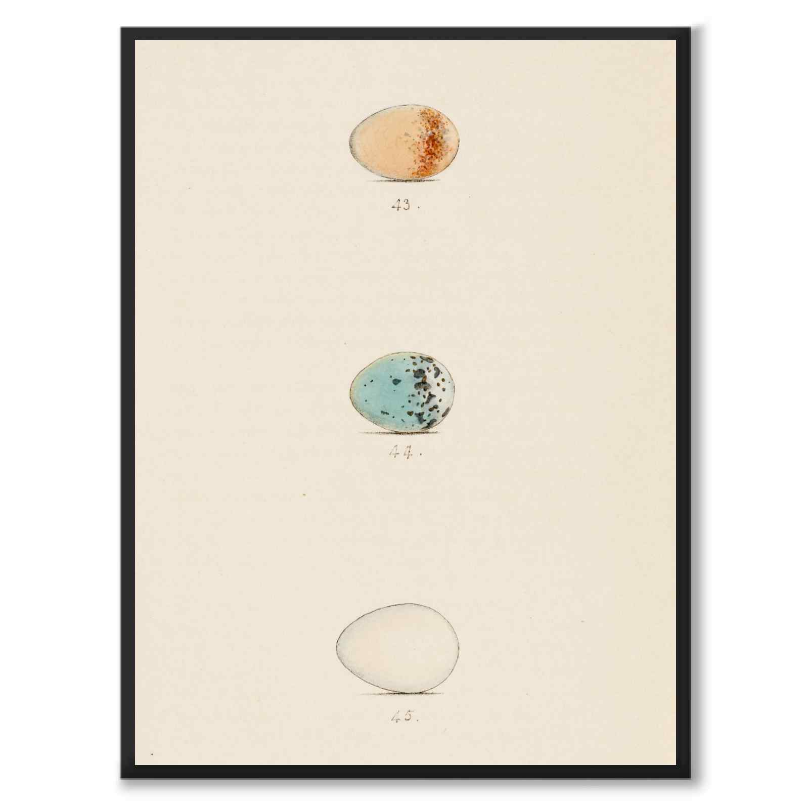 Meyer som vintageillustration och poster från Historly – helbild utan vit kant