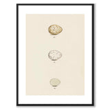 Meyer som vintageillustration och poster från Historly – med vit kant utan titel