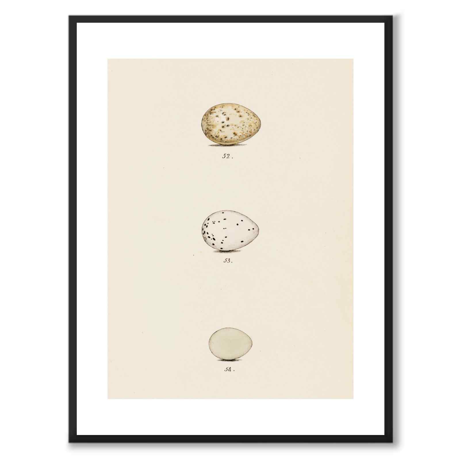 Meyer som vintageillustration och poster från Historly – med vit kant utan titel