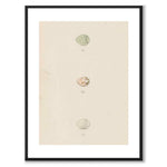 Meyer som vintageillustration och poster från Historly – med vit kant utan titel