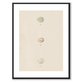 Meyer som vintageillustration och poster från Historly – med vit kant utan titel