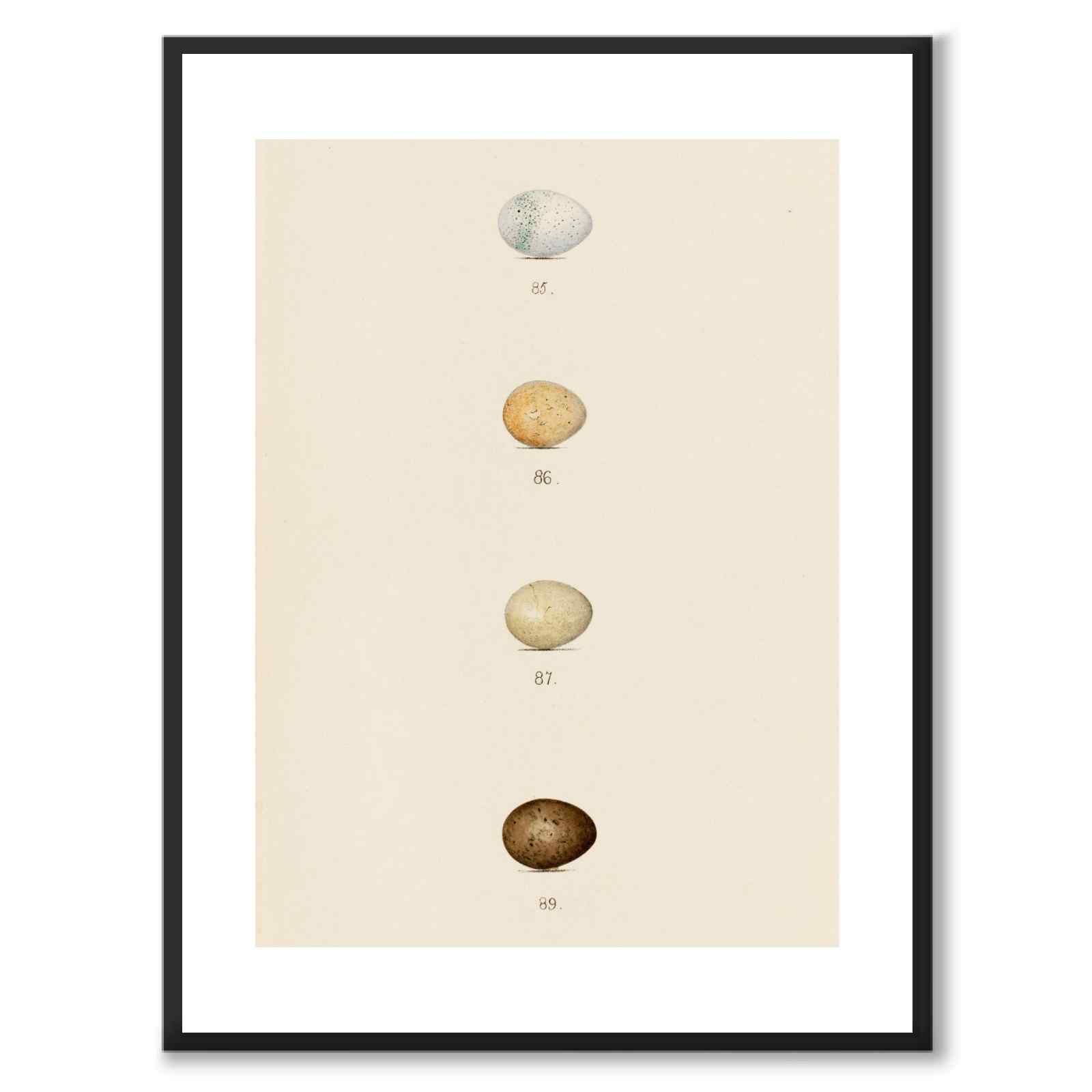 Meyer som vintageillustration och poster från Historly – med vit kant utan titel
