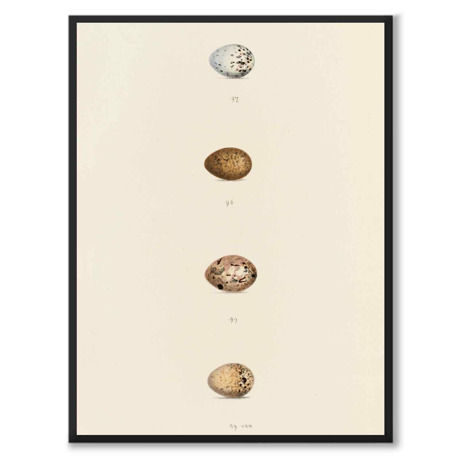 Meyer som vintageillustration och poster från Historly – helbild utan vit kant