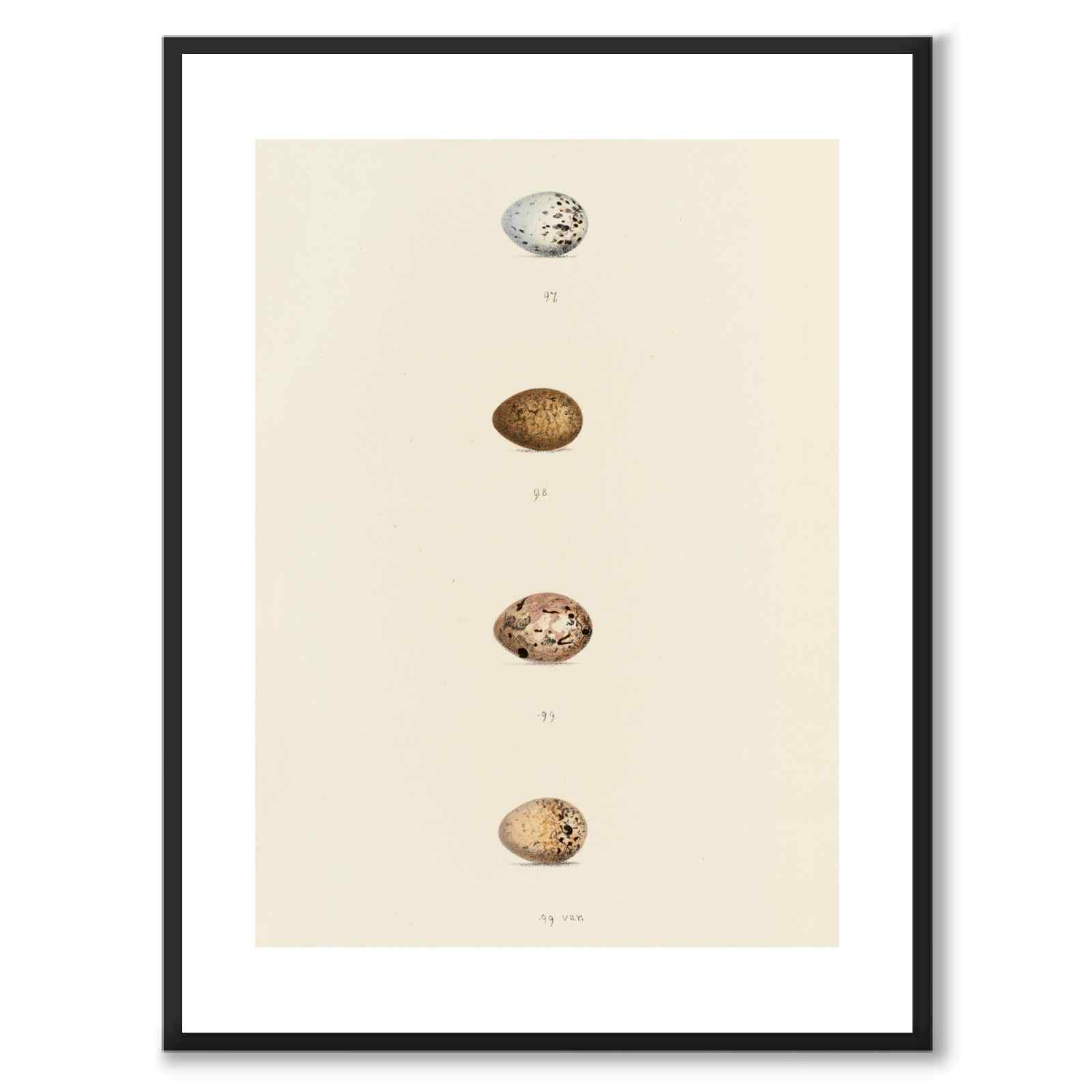Meyer som vintageillustration och poster från Historly – med vit kant utan titel