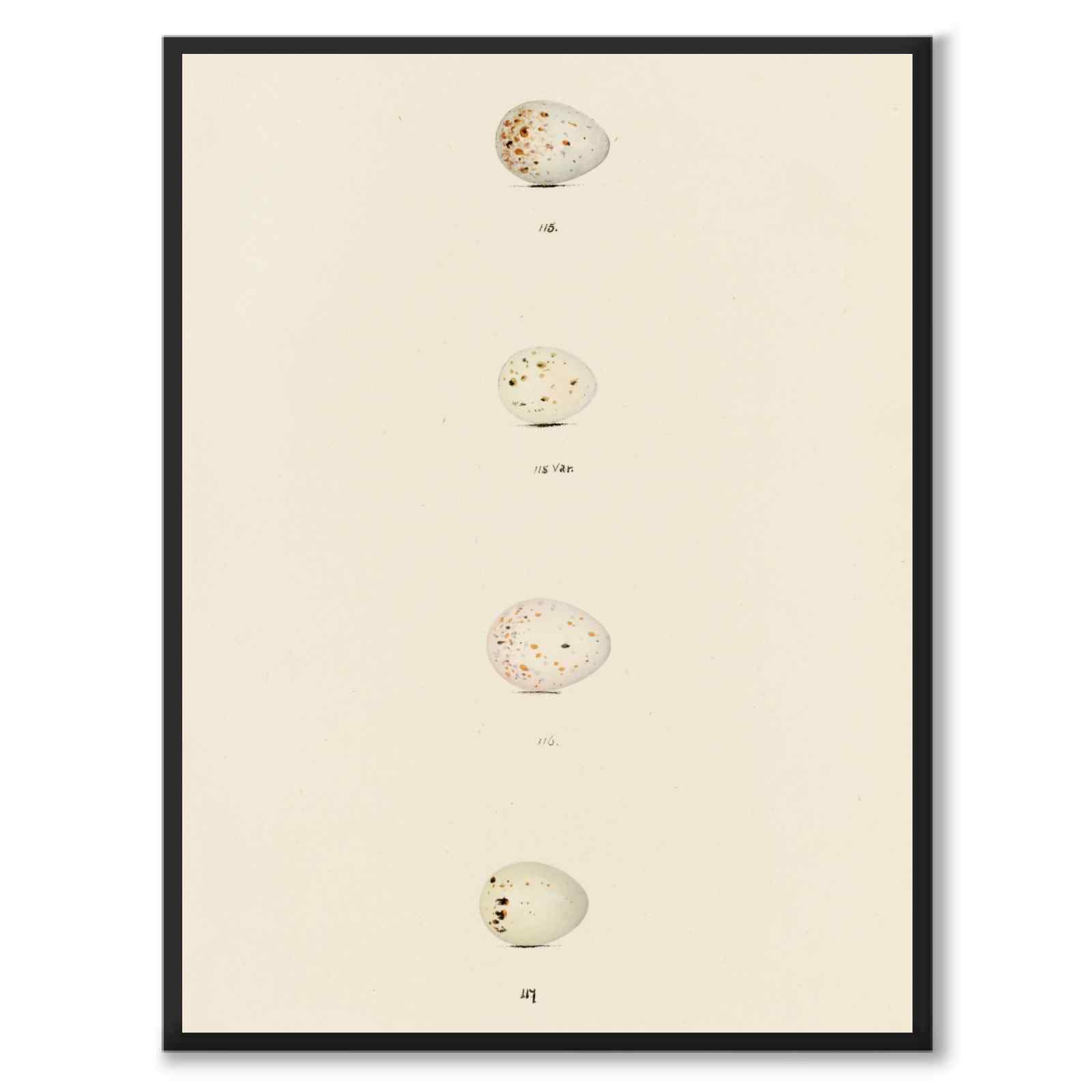 Meyer som vintageillustration och poster från Historly – helbild utan vit kant