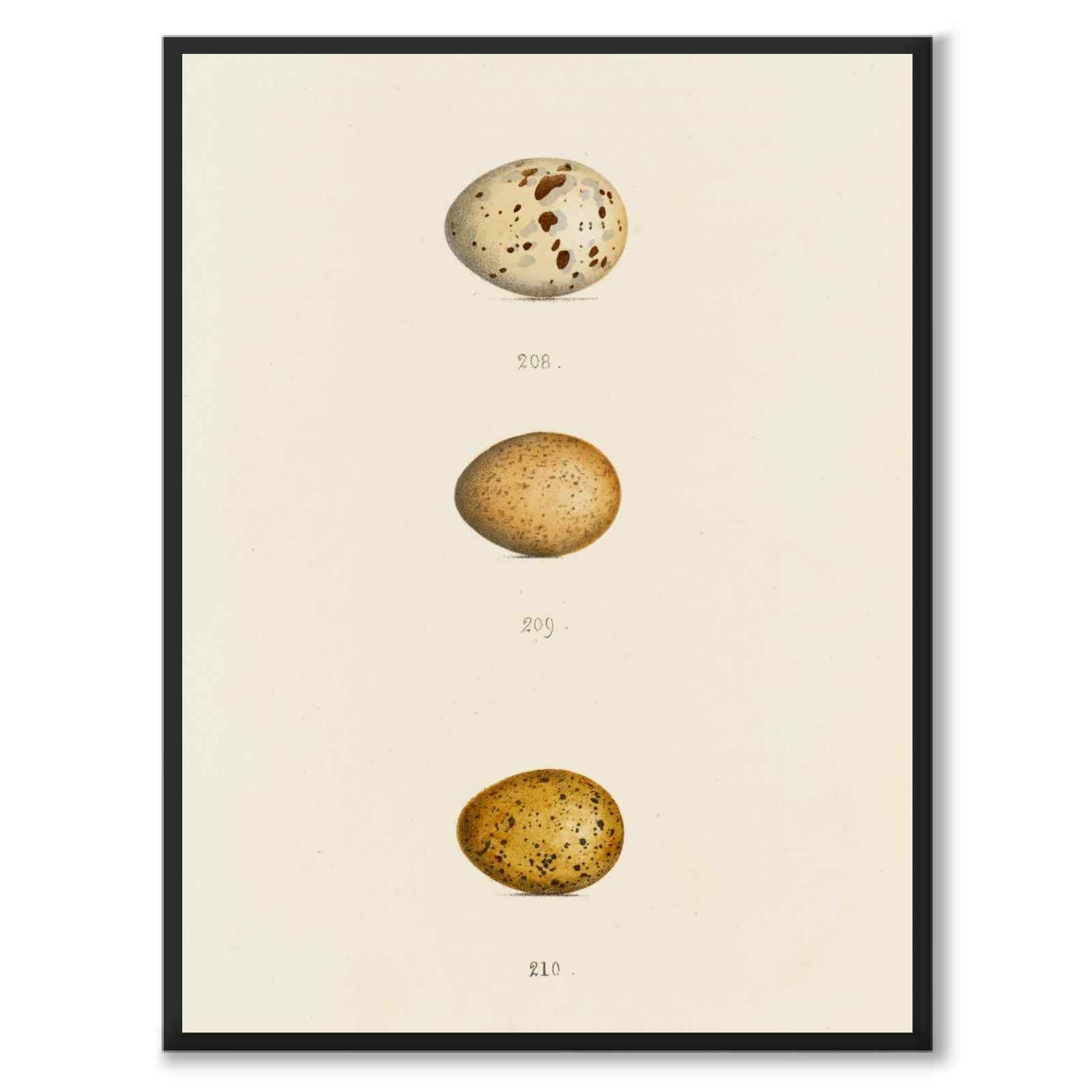 Meyer som vintageillustration och poster från Historly – helbild utan vit kant
