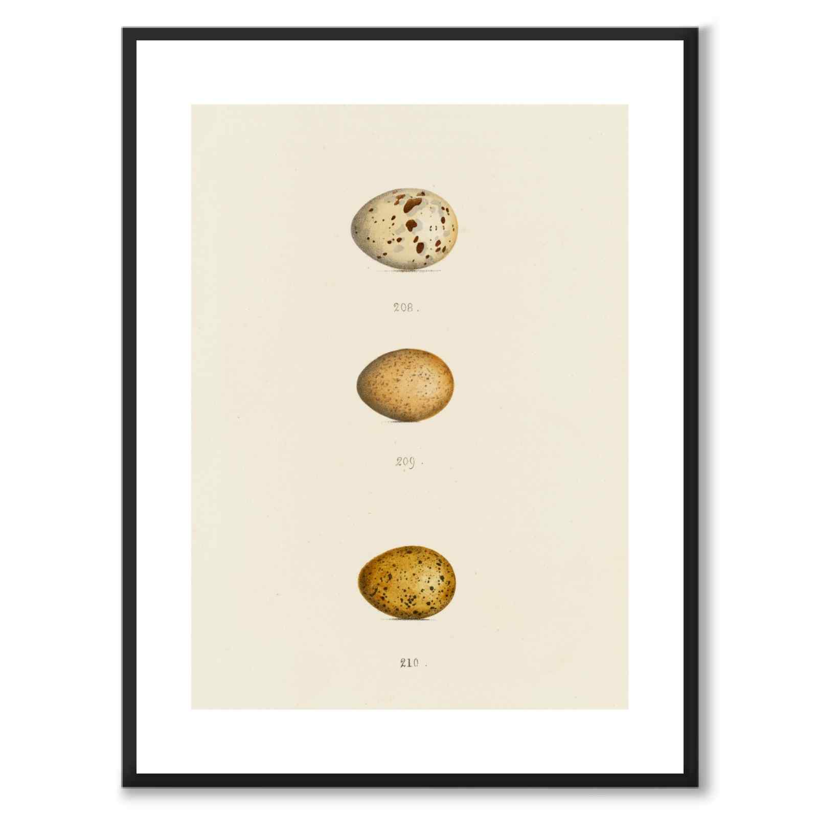 Meyer som vintageillustration och poster från Historly – med vit kant utan titel