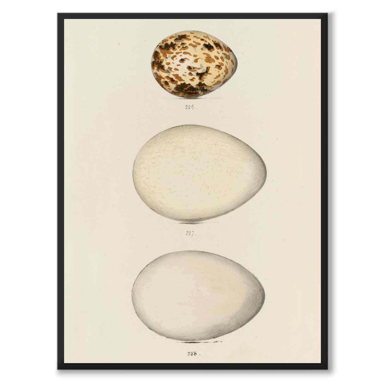 Meyer som vintageillustration och poster från Historly – helbild utan vit kant