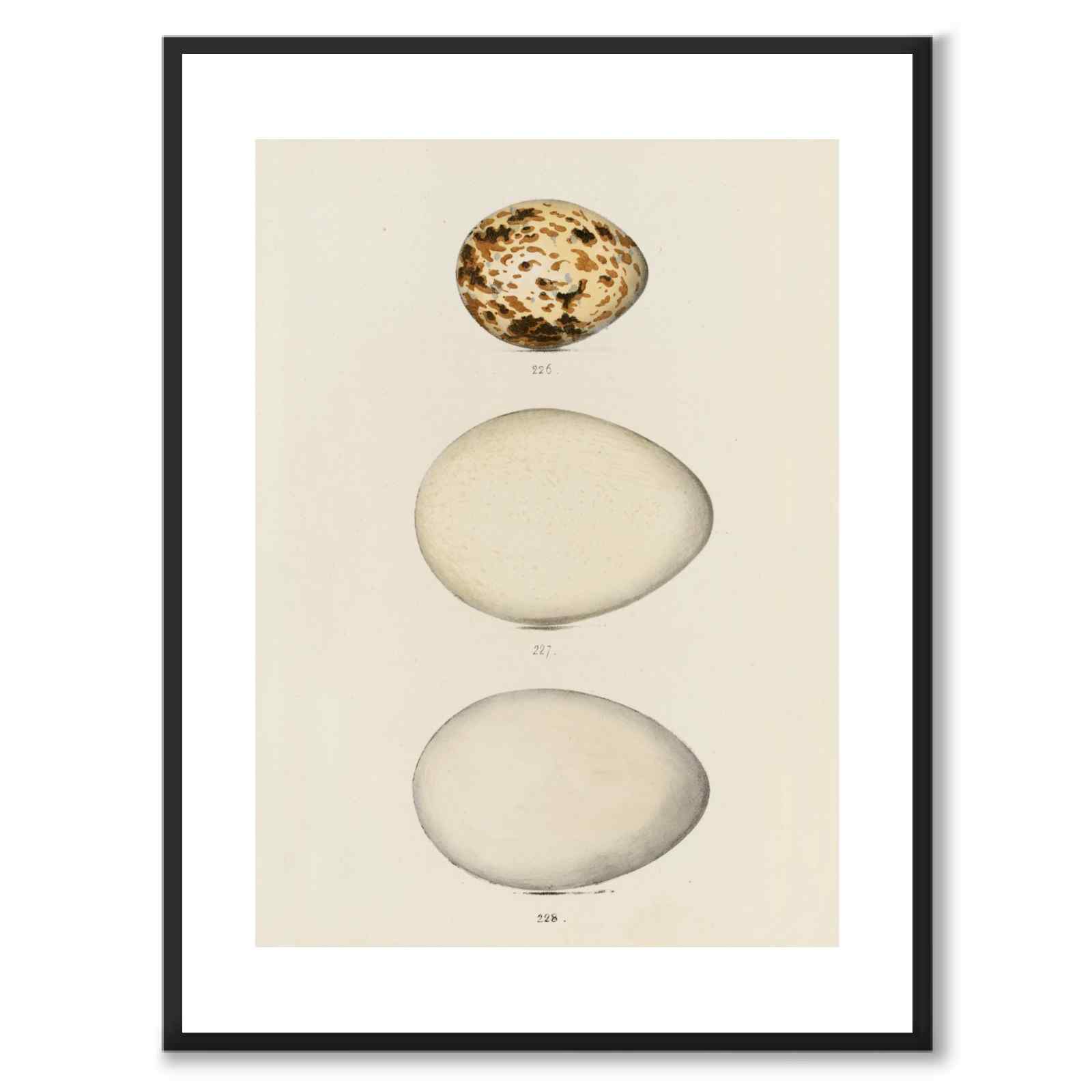 Meyer som vintageillustration och poster från Historly – med vit kant utan titel