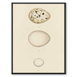 Meyer as a vintage illustration and poster from Historly – full image without white border