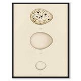 Meyer as a vintage illustration and poster from Historly – full image without white border
