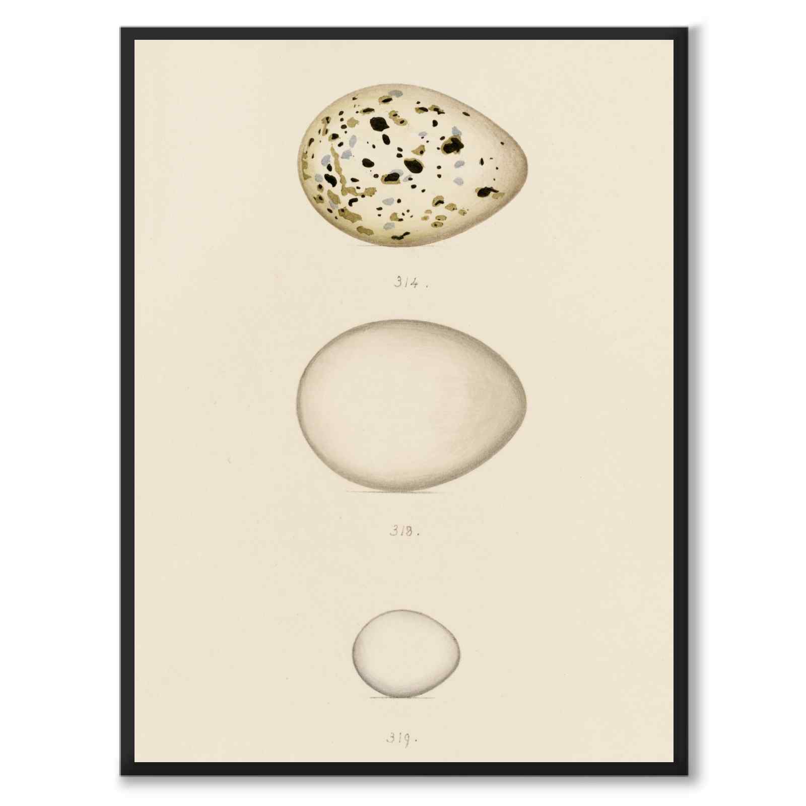 Meyer as a vintage illustration and poster from Historly – full image without white border