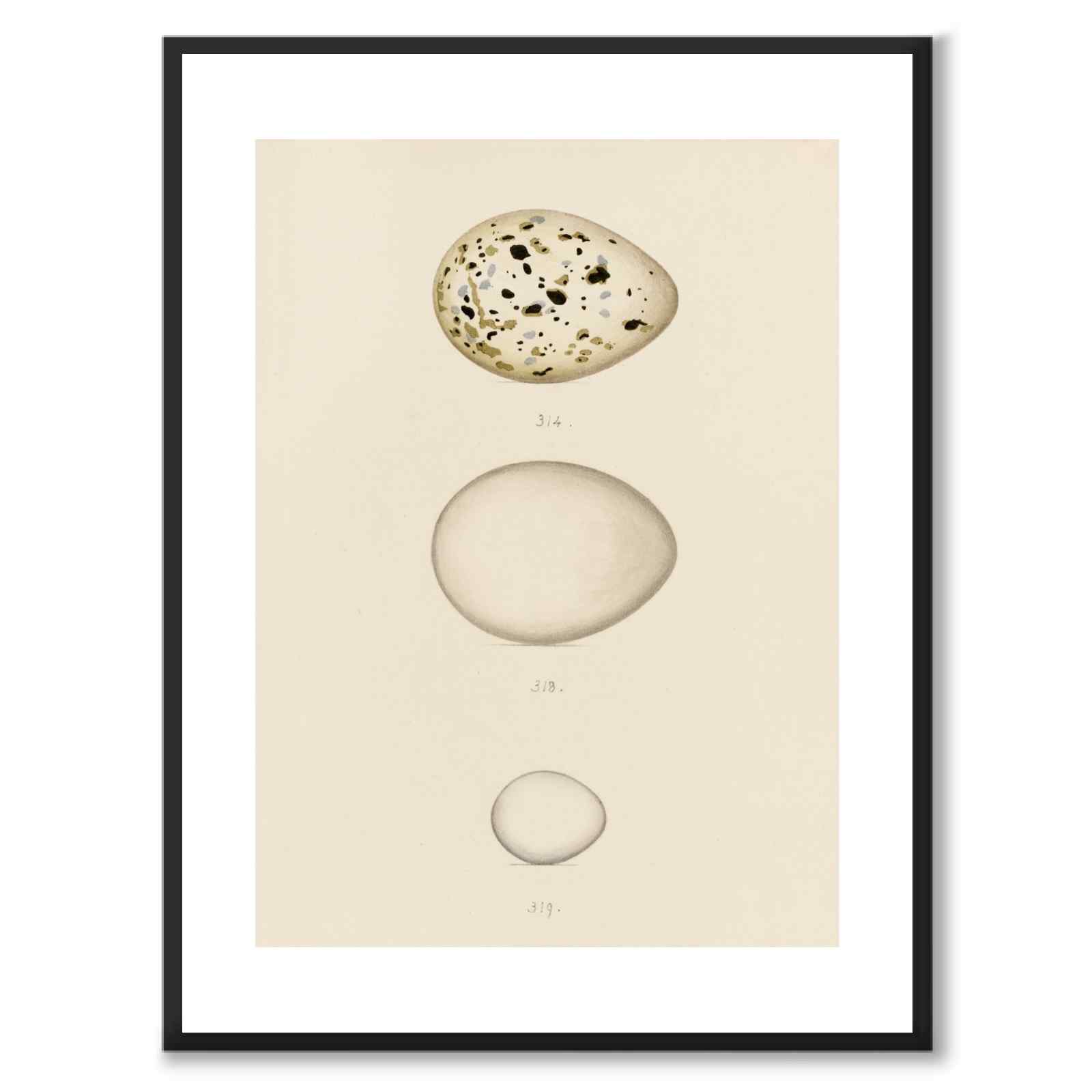 Meyer as a vintage illustration and poster from Historly – with white border and no title