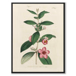 William Curtis 1794 as a vintage illustration and poster from Historly – full image without white border