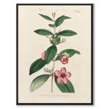 William Curtis 1794 as a vintage illustration and poster from Historly – full image without white border