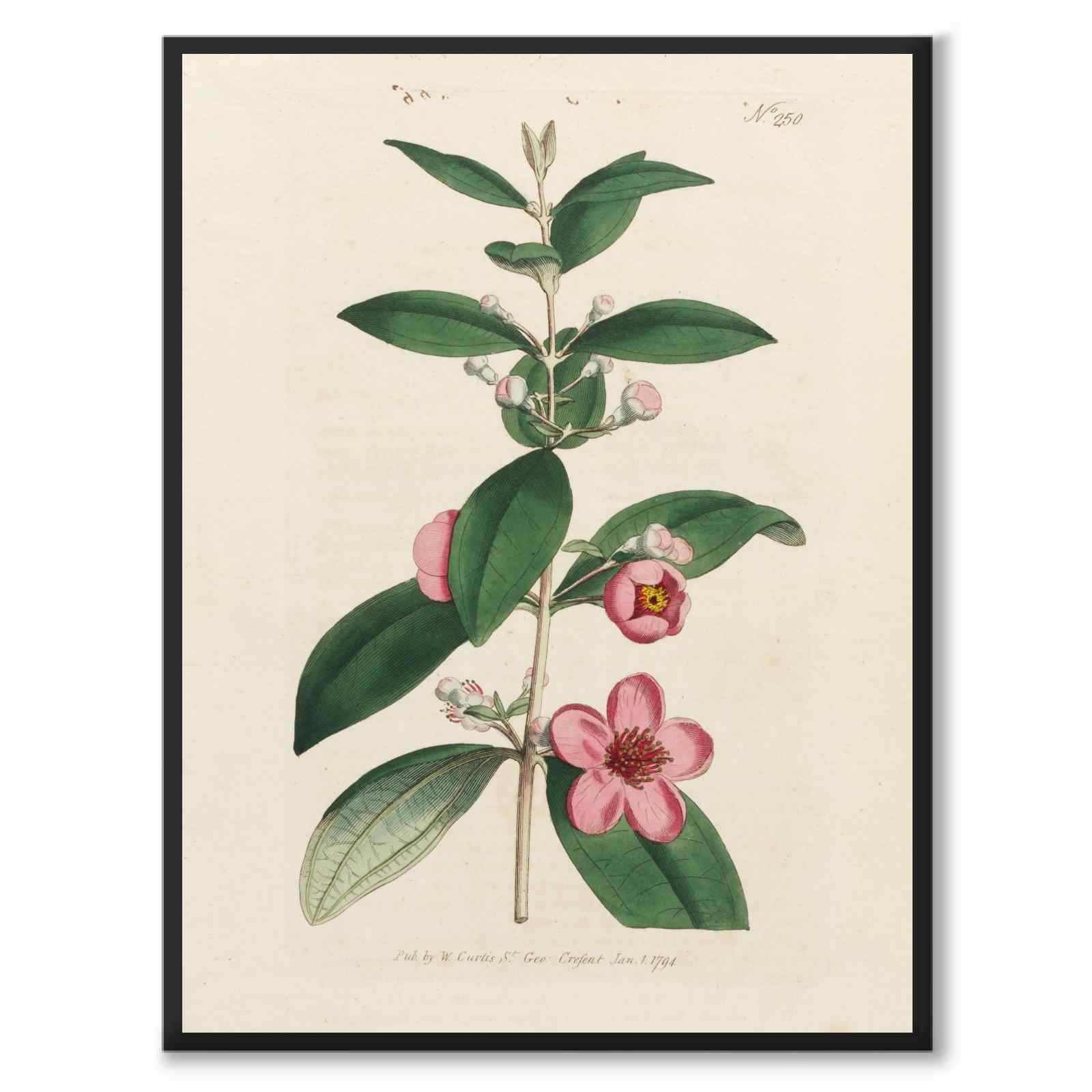 William Curtis 1794 som vintageillustration och poster från Historly – helbild utan vit kant