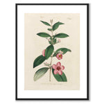William Curtis 1794 as a vintage illustration and poster from Historly – with white border without title
