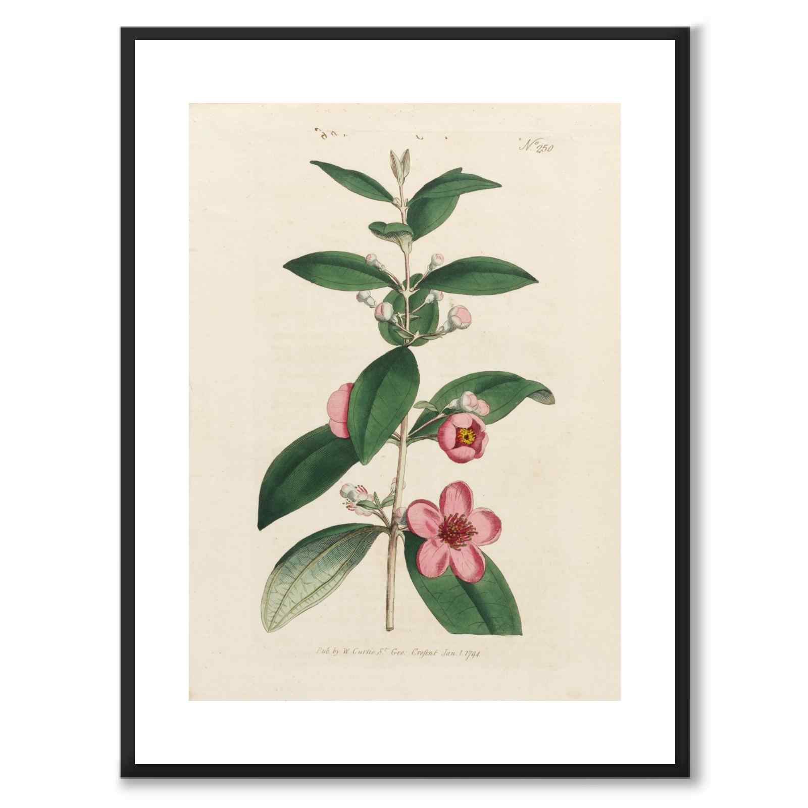 William Curtis 1794 as a vintage illustration and poster from Historly – with white border without title