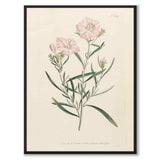 William Curtis 1795 som vintageillustration och poster från Historly – helbild utan vit kant