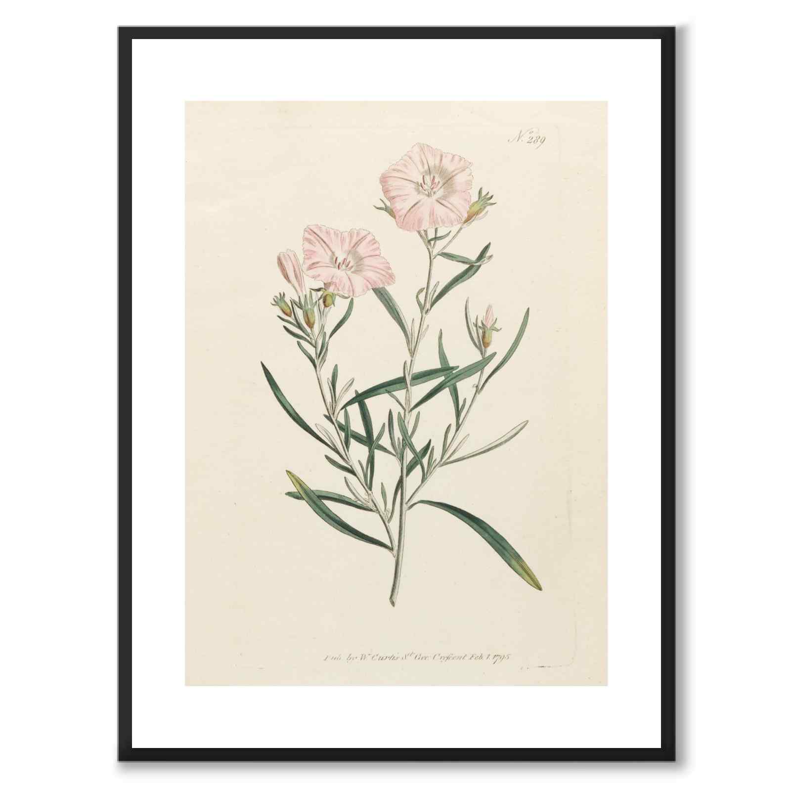William Curtis 1795 som vintageillustration och poster från Historly – med vit kant utan titel
