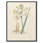 William Curtis 1795 som vintageillustration och poster från Historly – helbild utan vit kant