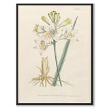 William Curtis 1795 som vintageillustration och poster från Historly – helbild utan vit kant