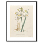 William Curtis 1795 som vintageillustration och poster från Historly – med vit kant utan titel