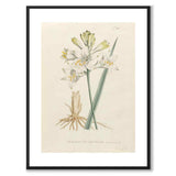 William Curtis 1795 som vintageillustration och poster från Historly – med vit kant utan titel