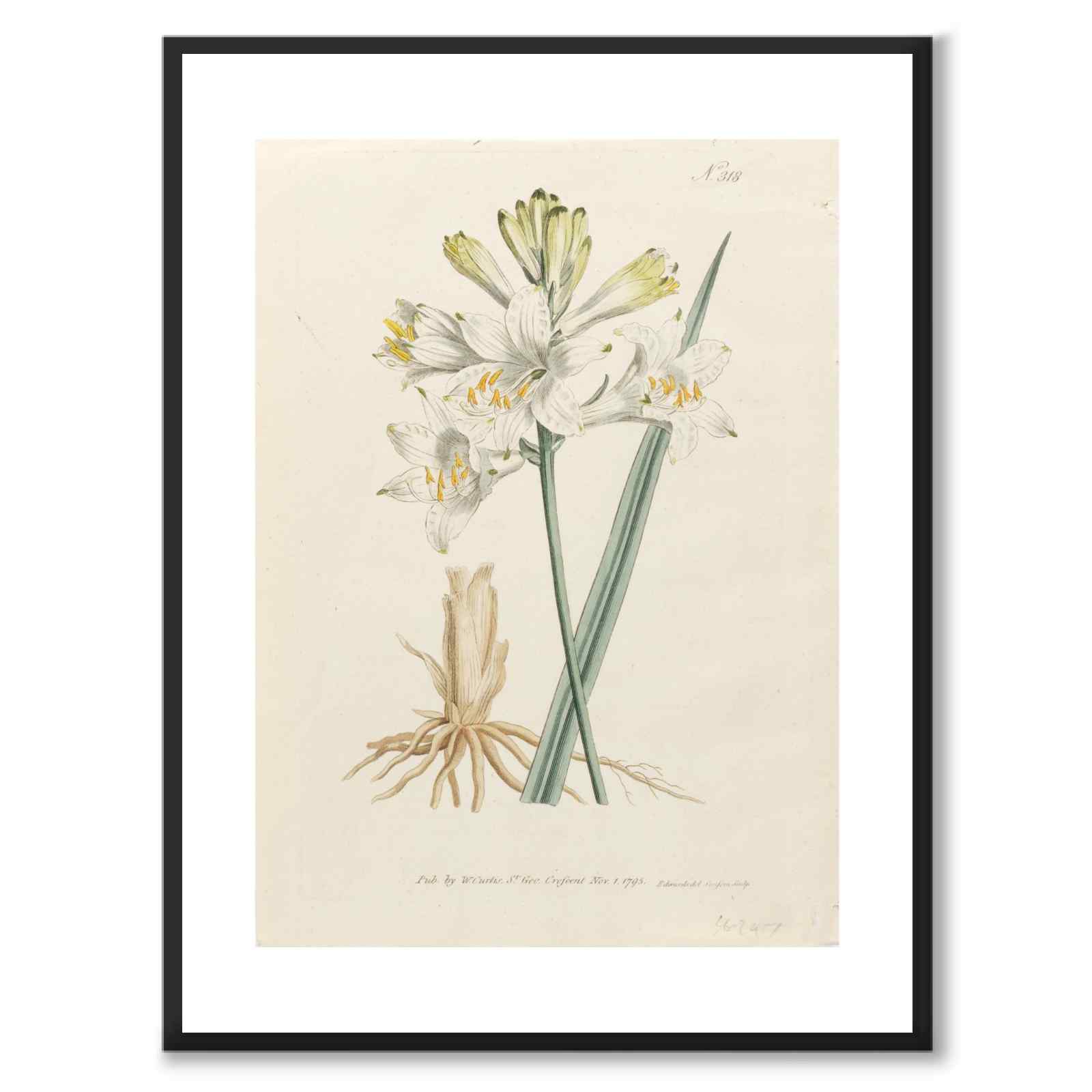 William Curtis 1795 som vintageillustration och poster från Historly – med vit kant utan titel