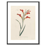 William Curtis 1796 som vintageillustration och poster från Historly – med vit kant utan titel