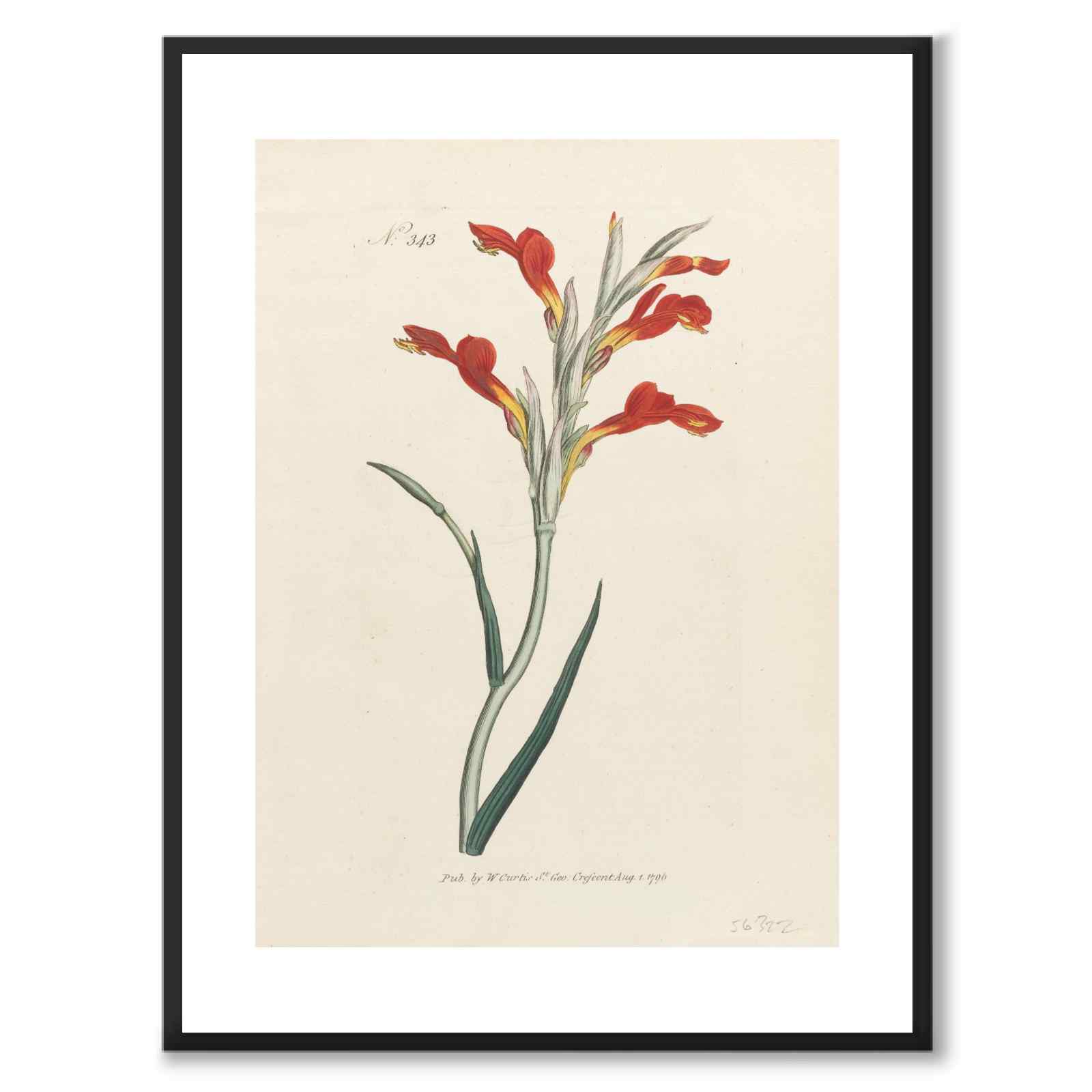 William Curtis 1796 som vintageillustration och poster från Historly – med vit kant utan titel
