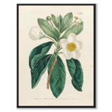 William Curtis 1803 som vintageillustration och poster från Historly – helbild utan vit kant