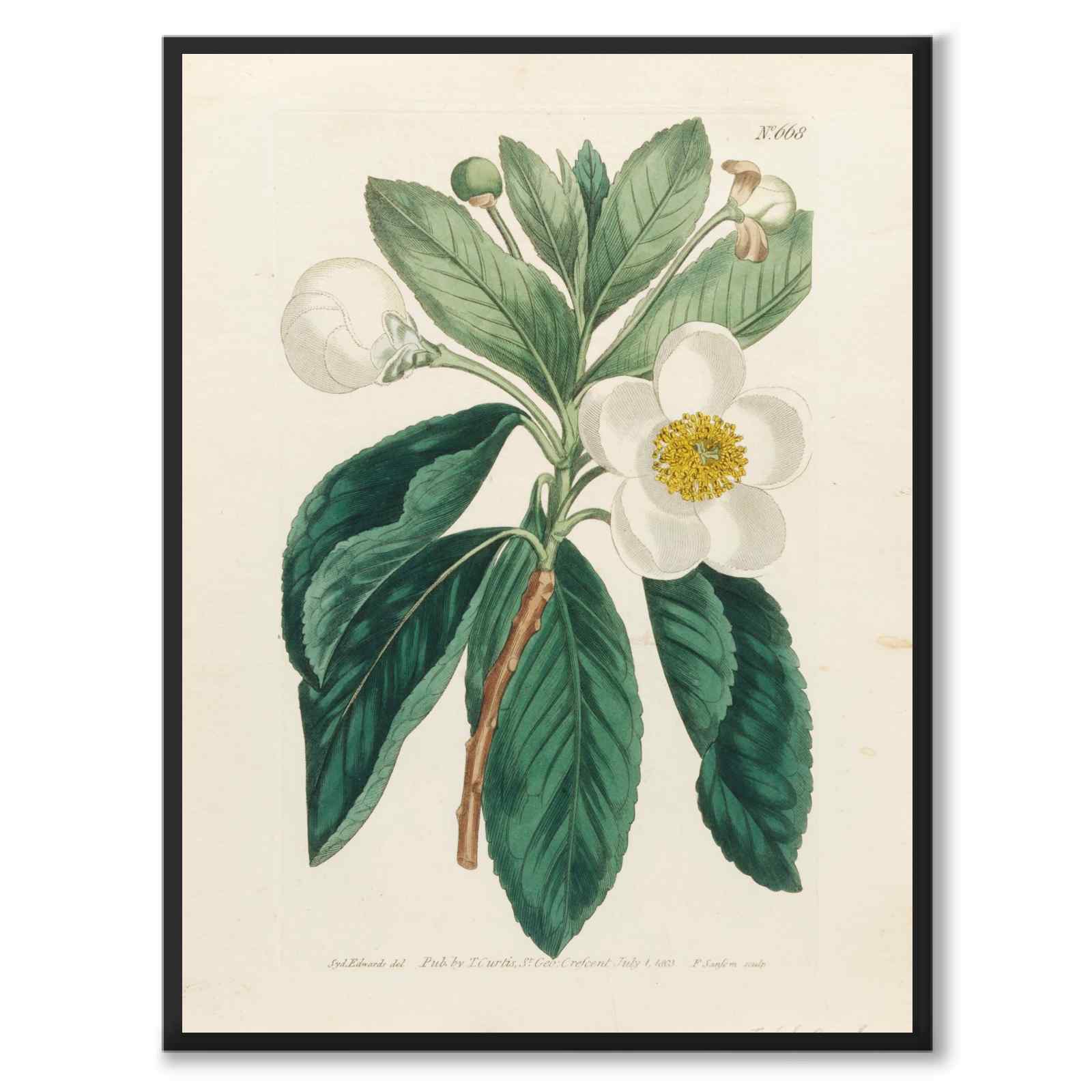 William Curtis 1803 som vintageillustration och poster från Historly – helbild utan vit kant