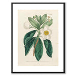 William Curtis 1803 som vintageillustration och poster från Historly – med vit kant utan titel
