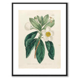 William Curtis 1803 som vintageillustration och poster från Historly – med vit kant utan titel