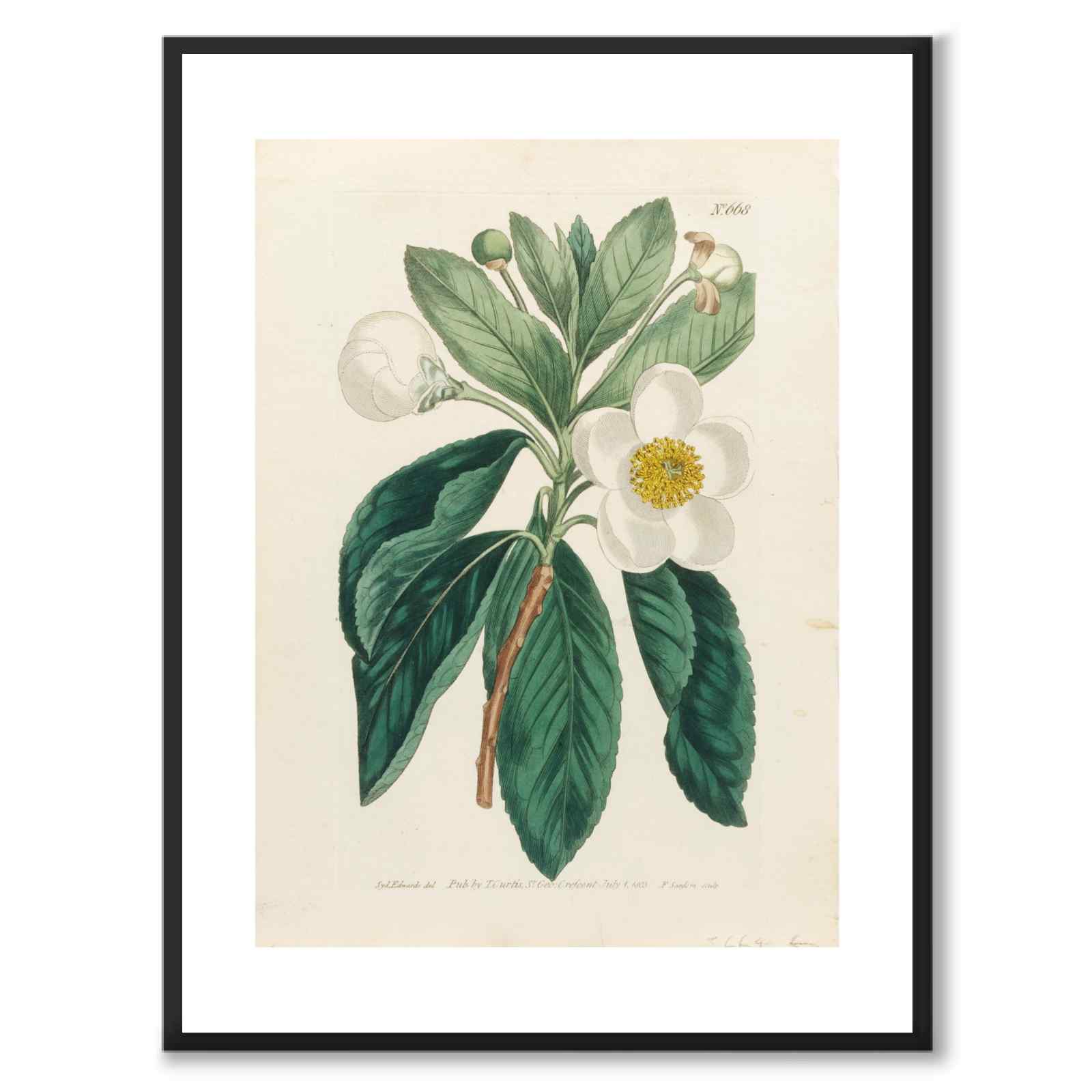 William Curtis 1803 som vintageillustration och poster från Historly – med vit kant utan titel