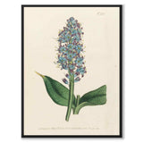 William Curtis 1804 as a vintage illustration and poster from Historly – full image without white border