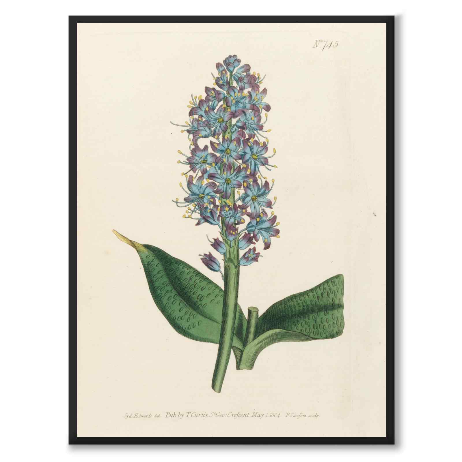 William Curtis 1804 as a vintage illustration and poster from Historly – full image without white border