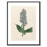 William Curtis 1804 as a vintage illustration and poster from Historly – with white border without title