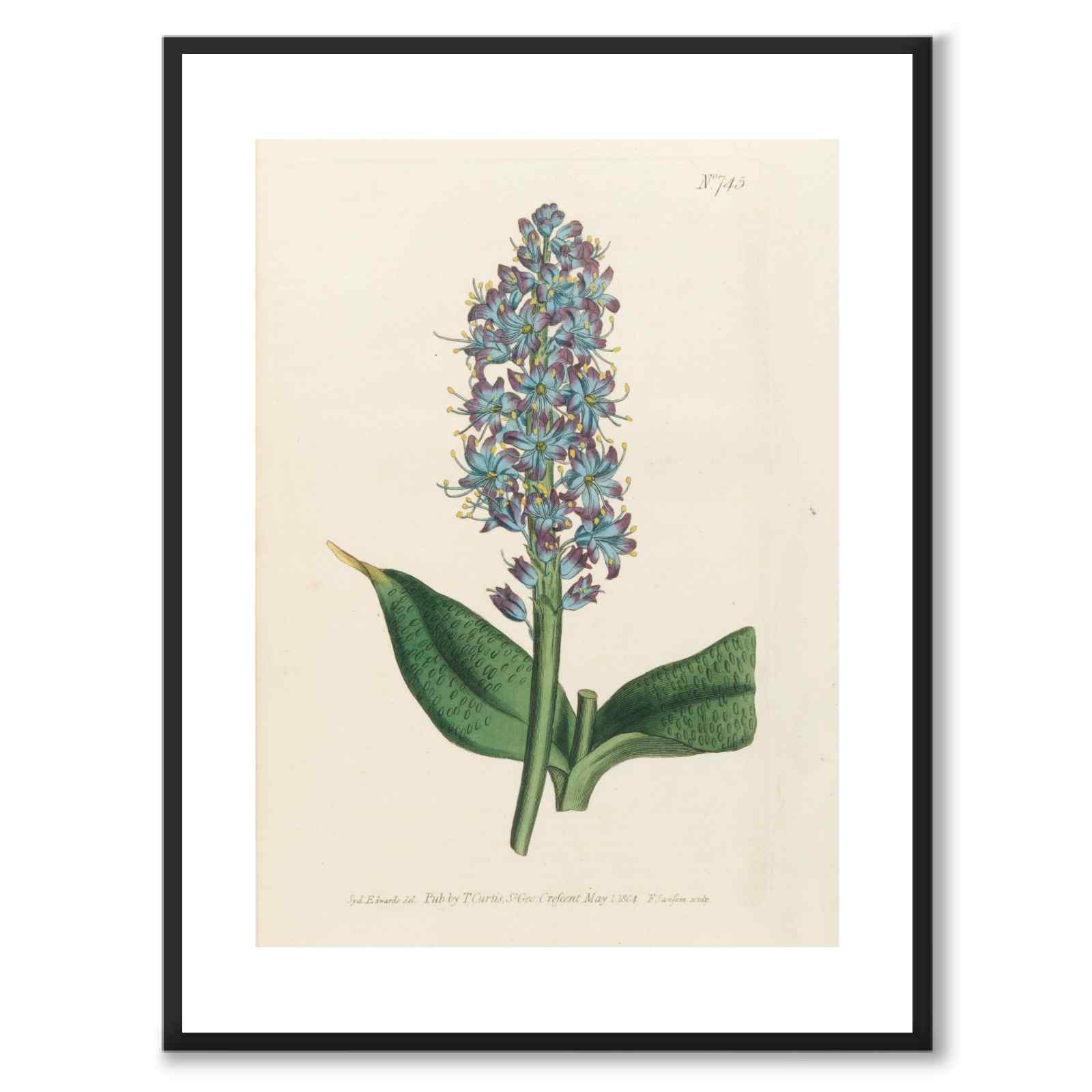 William Curtis 1804 as a vintage illustration and poster from Historly – with white border without title