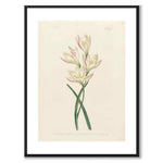 William Curtis 1803 som vintageillustration och poster från Historly – med vit kant utan titel