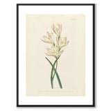 William Curtis 1803 som vintageillustration och poster från Historly – med vit kant utan titel